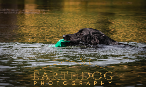 Dog Retrieving from Water